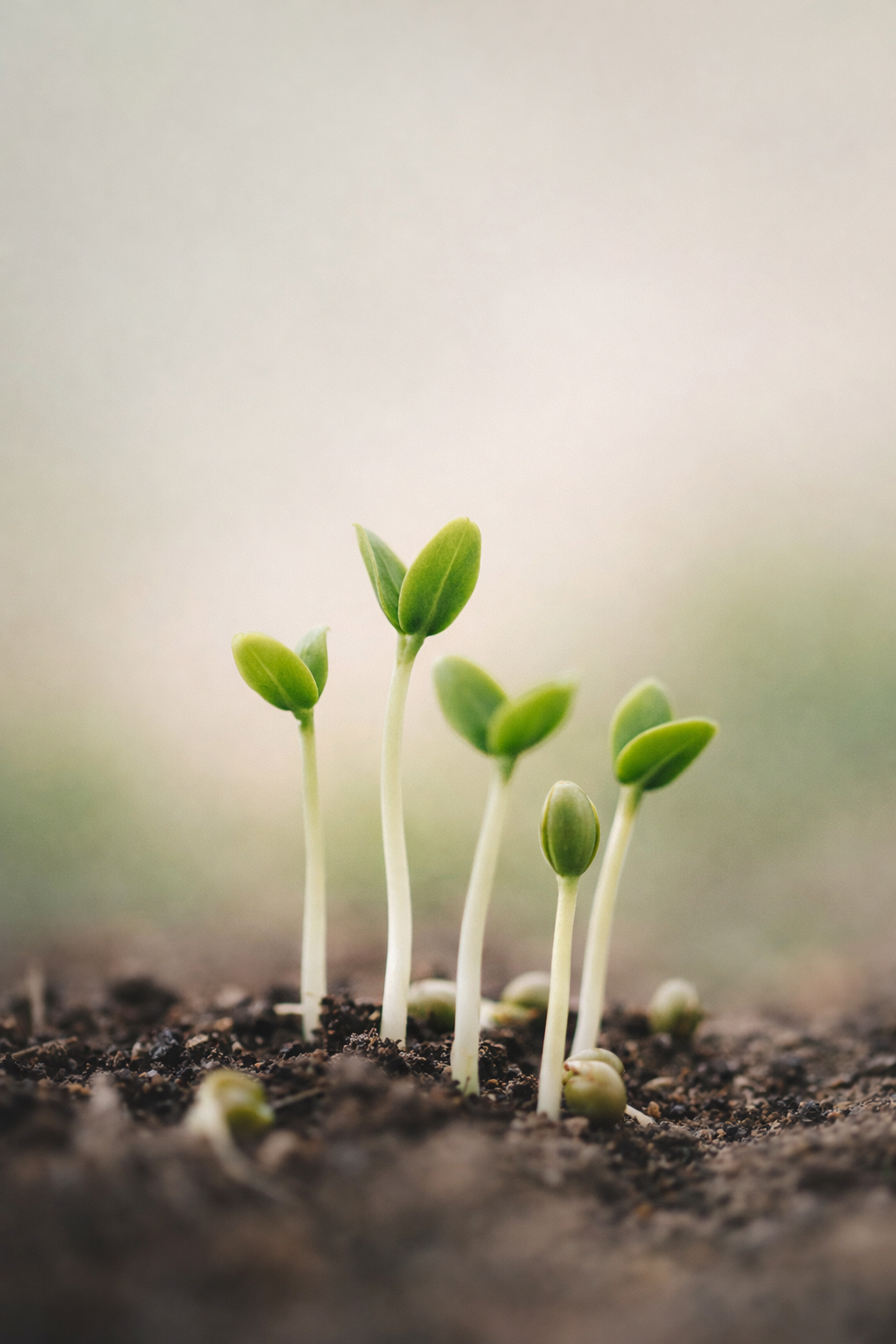 Beranda chatgpt image jan 14, 2026, 11 08 43 pm